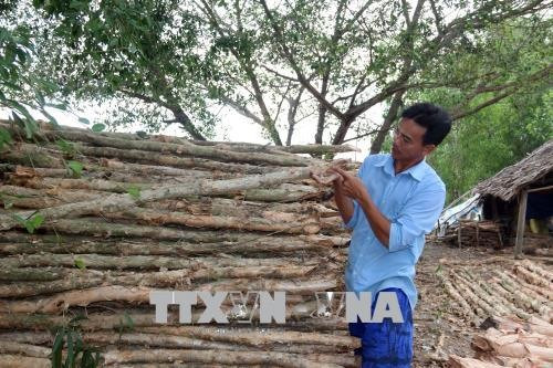 Households escape poverty by harvesting forest products ảnh 1