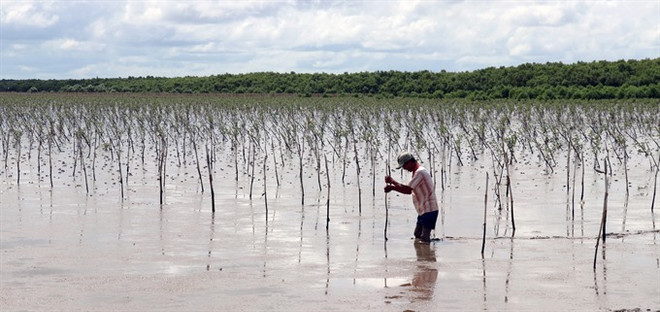 Farmers earn higher incomes from protecting mangrove forests ảnh 1 Farmers earn higher incomes from protecting mangrove forests ảnh 1