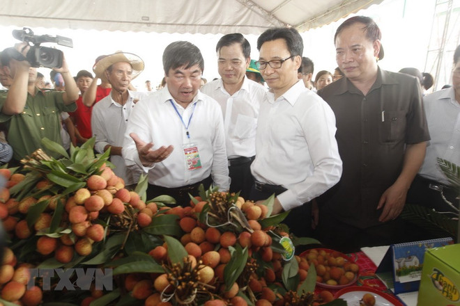 Thanh Ha litchi festival opens in Hai Duong ảnh 1