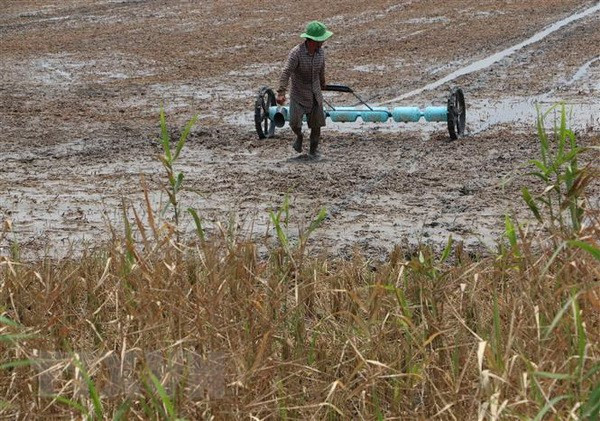 Mekong Delta likely to face drought, salinity in winter-spring crop ảnh 1 Mekong Delta likely to face drought, salinity in winter-spring crop ảnh 1