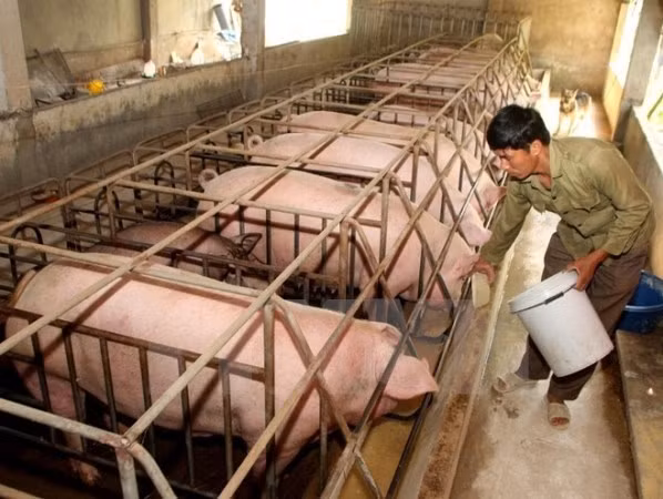 Links key for animal husbandry ảnh 1
