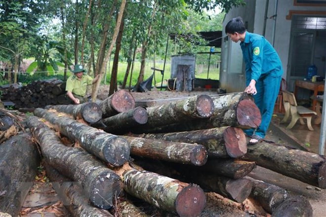 Timber farmers should think big to boost growth ảnh 1