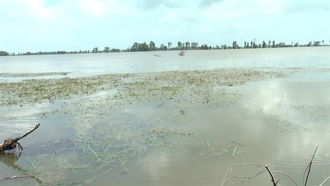 Floods damage 2,000ha of rice in Mekong Delta ảnh 1