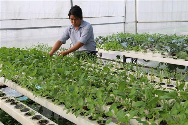 Vietnam, India identify cooperation areas to bolster bilateral trade ảnh 1