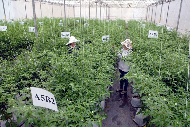 HCM City specifies key agricultural products ảnh 1