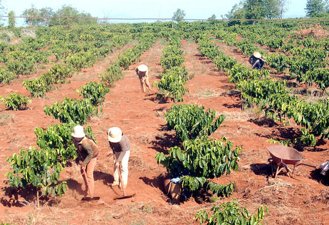 Central Highlands reduces coffee area ảnh 1 Central Highlands reduces coffee area ảnh 1