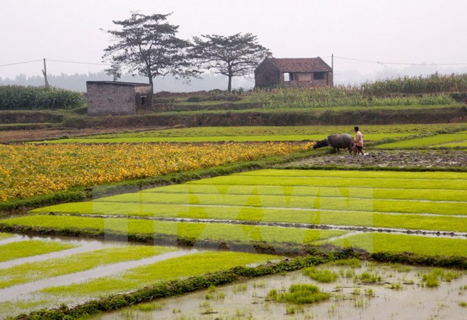 Rice crops yield higher despite El Nino ảnh 1