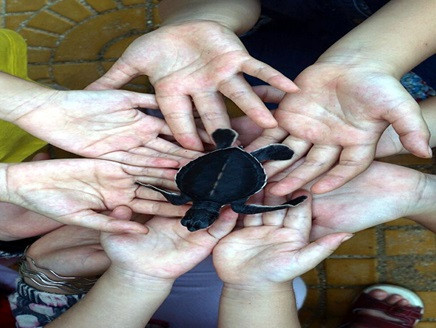 Ninh Thuan works to protect sea turtles ảnh 1 Ninh Thuan works to protect sea turtles ảnh 1