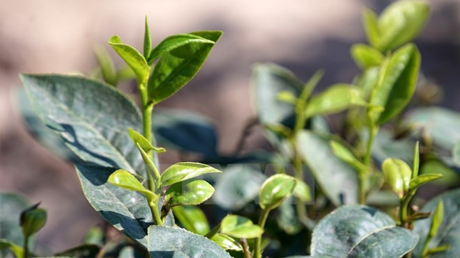 Vietnam’s tea exports still in downtrend ảnh 1 Vietnam’s tea exports still in downtrend ảnh 1