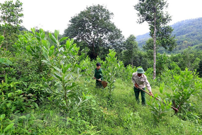 Thua Thien-Hue eyes sustainable forest development ảnh 1 Thua Thien-Hue eyes sustainable forest development ảnh 1