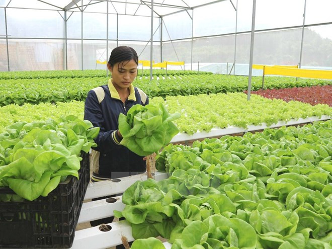 Progress of sustainable agriculture project in Mekong Delta reviewed ảnh 1