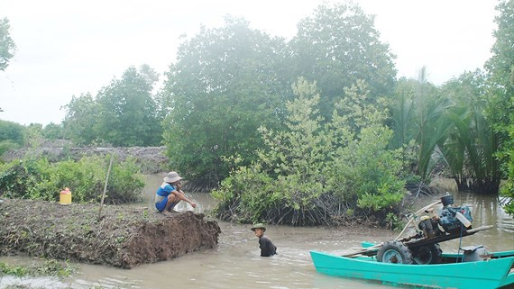 First soil bank in Mekong Delta ảnh 1 First soil bank in Mekong Delta ảnh 1