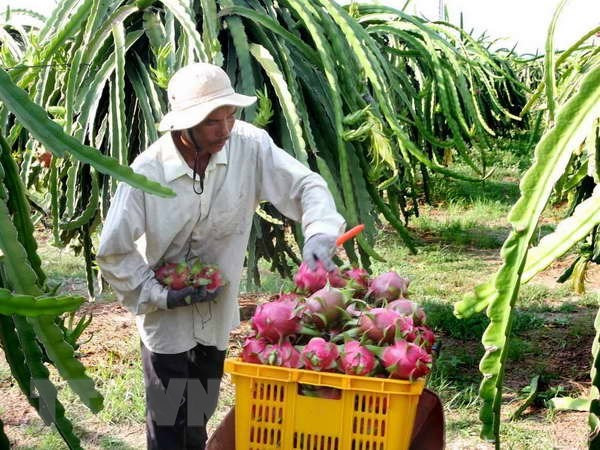 Tien Giang to expand dragon fruit growing area ảnh 1 Tien Giang to expand dragon fruit growing area ảnh 1