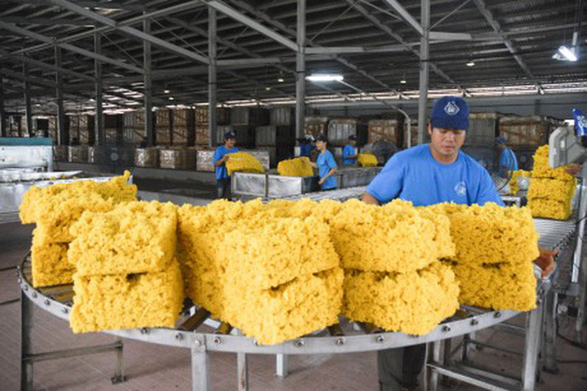 Rubber industry faces falling export price ảnh 1 Rubber industry faces falling export price ảnh 1