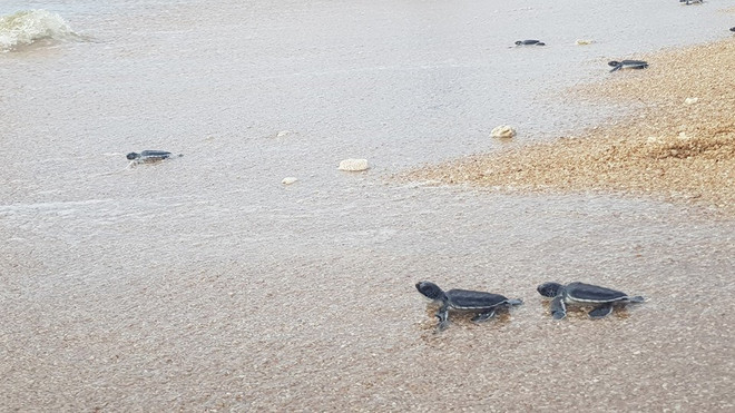 Ninh Thuan works to protect sea turtles ảnh 3 Ninh Thuan works to protect sea turtles ảnh 3