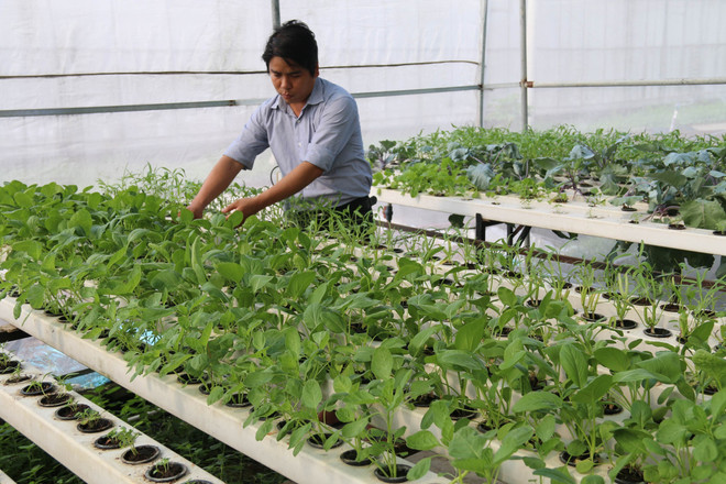 Quang Tri offers incentives for businesses investing in high-tech agriculture ảnh 1