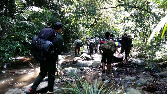 Bach Ma Park to host saola breeding centre ảnh 1 Bach Ma Park to host saola breeding centre ảnh 1