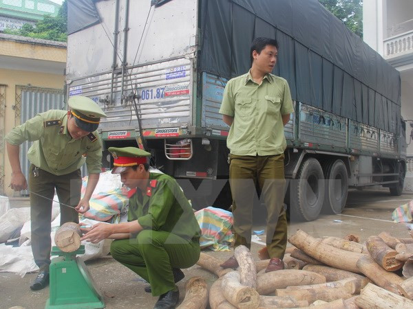 Thanh Hoa seizes nearly 2 tonnes of suspected ivory ảnh 1 Thanh Hoa seizes nearly 2 tonnes of suspected ivory ảnh 1