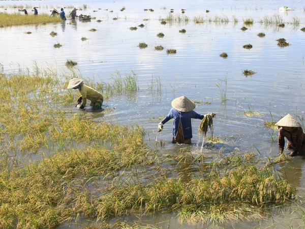 WB holds consultation on national cooperation strategy ảnh 1