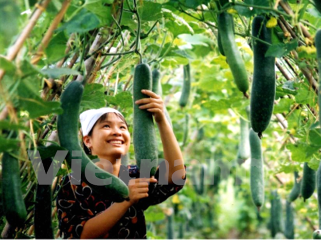 Improved quality boosts export of fruit, vegetables ảnh 1