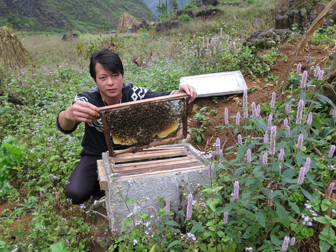 Ha Giang seeks solutions to sustainable beekeeping development ảnh 1