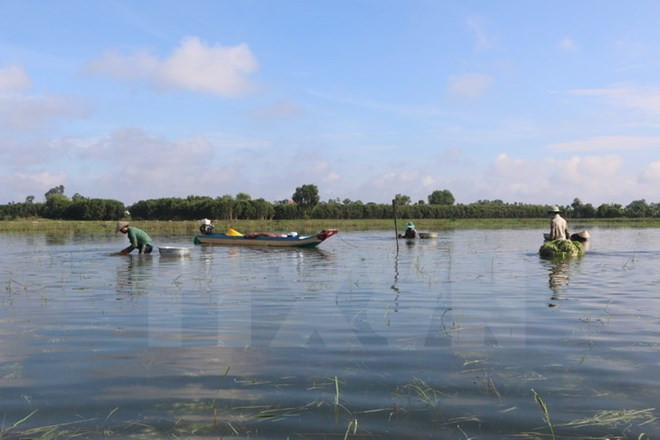 Dong Thap Muoi develops flood-adapted agriculture ảnh 1