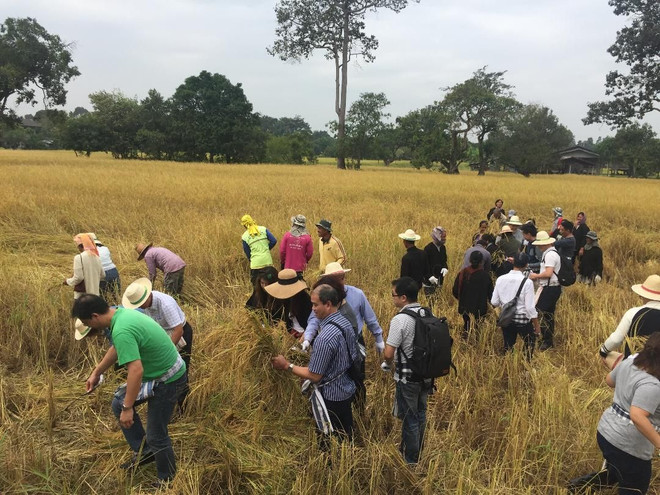 Thailand works to develop organic rice market ảnh 1