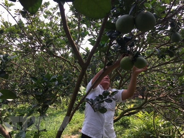 Technological application crucial to agriculture ảnh 1