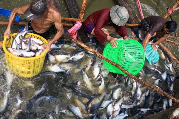 Prices of tra fish continue to drop in July ảnh 1
