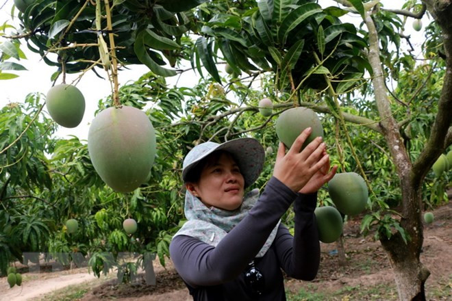 More organic products needed to boost agro exports to EU ảnh 1 More organic products needed to boost agro exports to EU ảnh 1