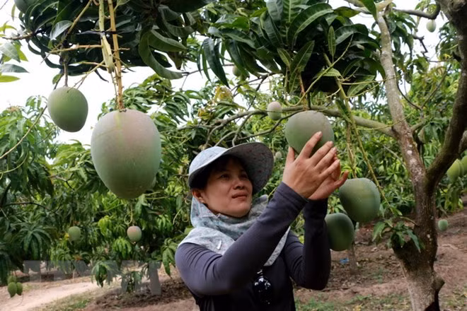 More organic products needed to boost agro exports to EU ảnh 1