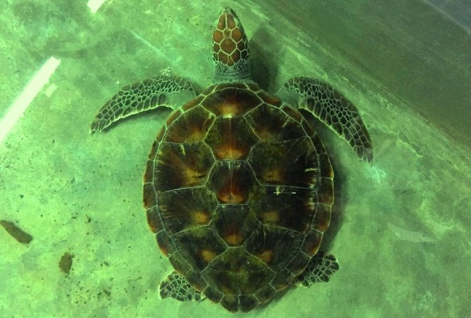 Vietnam strengthens protection of rare sea turtles ảnh 1
