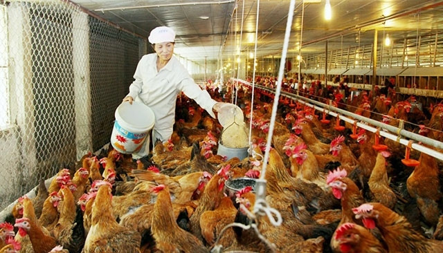 Vietnam's animal feed imports jump to 3.1 billion USD ảnh 1 Vietnam's animal feed imports jump to 3.1 billion USD ảnh 1