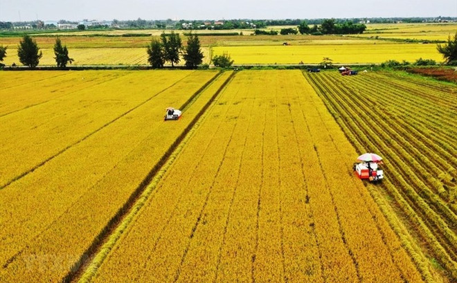 Agricultural restructuring policy contributes to rise in Vietnam’s rice prices: report ảnh 2