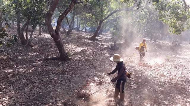 Binh Phuoc farmers see good cashew crop, but lower prices ảnh 1