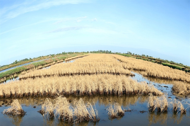 Mekong Delta takes measures to reduce saltwater intrusion ảnh 1