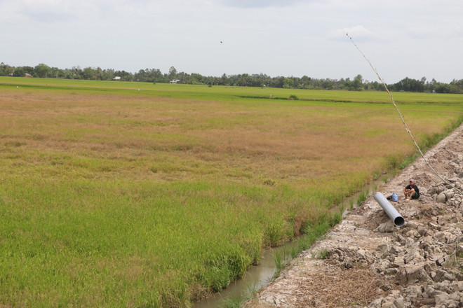 Drought, saltwater intrusion threatens farming, local life in Mekong Delta ảnh 1 Drought, saltwater intrusion threatens farming, local life in Mekong Delta ảnh 1