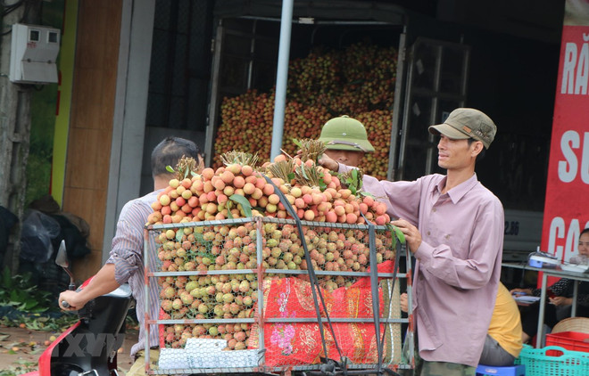 Hai Duong prepares to export fresh lychees to Japan ảnh 1