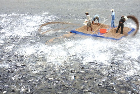 Three more fish breeding facilities earn Global Gap certificate ảnh 1 Three more fish breeding facilities earn Global Gap certificate ảnh 1