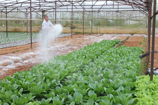 Japanese firms bring information technology to Vietnam’s farms ảnh 1 Japanese firms bring information technology to Vietnam’s farms ảnh 1