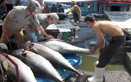 Tuna export value drops nearly 7 percent ảnh 1