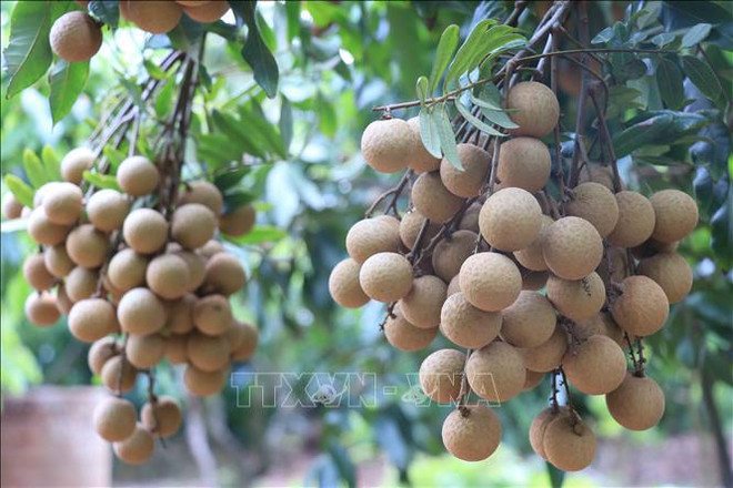 Ten tonnes of Vietnamese longan exported to Australia ảnh 2