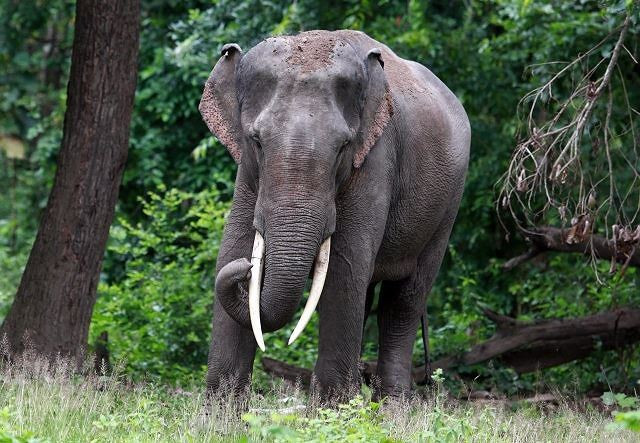 Cambodia calls for protecting endangered Asian elephants ảnh 1 Cambodia calls for protecting endangered Asian elephants ảnh 1