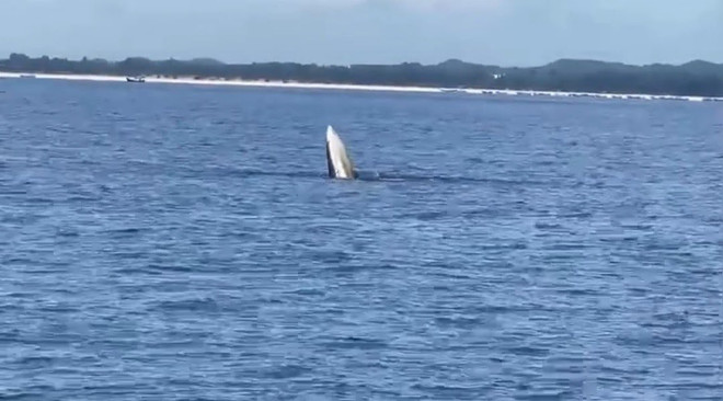 Whale spotted off northern coast ảnh 1