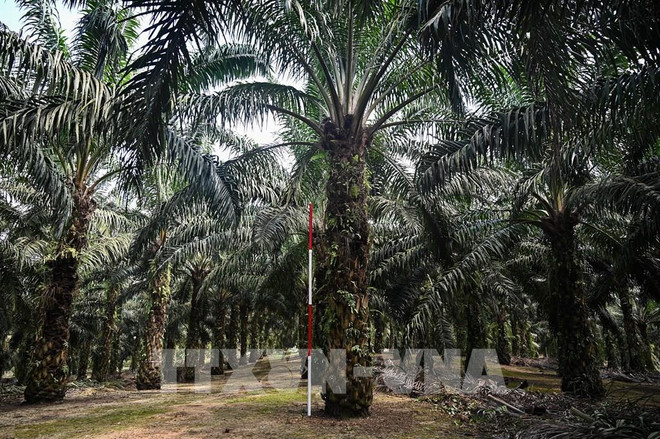 Malaysia: Palm oil boasts potential despite lower prices ảnh 1 Malaysia: Palm oil boasts potential despite lower prices ảnh 1