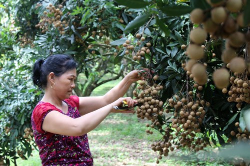 Hoa Binh province’s longan exported to EU ảnh 1 Hoa Binh province’s longan exported to EU ảnh 1
