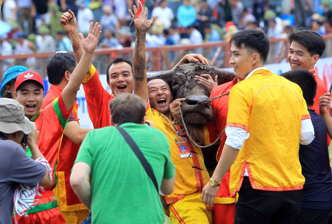 Do Son Buffalo Fighting Festival to be held from Aug. 27-Sept. 11 ảnh 1