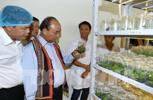 PM: Ngoc Linh ginseng should be competitive with global brands ảnh 2 PM: Ngoc Linh ginseng should be competitive with global brands ảnh 2