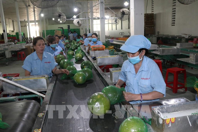 Ben Tre aims to have four agricultural value chains reaching 1 billion USD by 2030 ảnh 1 Ben Tre aims to have four agricultural value chains reaching 1 billion USD by 2030 ảnh 1