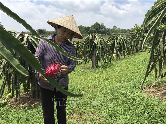 Vinh Phuc has all communes meet new-style rural area standards ảnh 1 Vinh Phuc has all communes meet new-style rural area standards ảnh 1